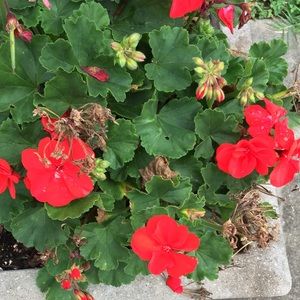 Meet your Posher, Diana